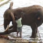 SriLanka tour - Elephant after a bath